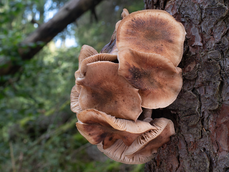 Armillaria borealis